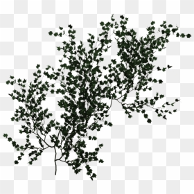 Climbing Vine Green Png - Climbing Vines Png, Transparent Png - vine png