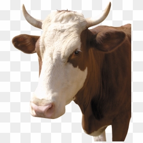 Cow Png50561 - Cattle, Transparent Png - cow png