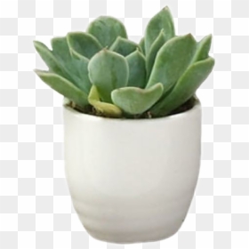 #sticker #aesthetic #green #cute #plants #png #use - Aesthetic Plant Png, Transparent Png - plants png