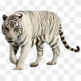 White Tiger Clipart Graffiti - Transparent White Tiger Png, Png Download - tiger png
