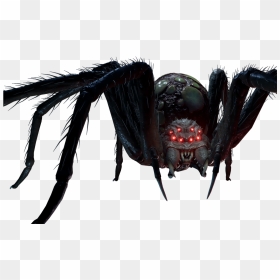 Last Year Wiki - Last Year The Spider, HD Png Download - spider png