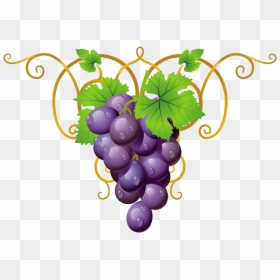 Transparent Clipart Grape Vine Png , Png Download - Grapes Clipart, Png Download - vine png