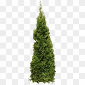 Green Big Fir-tree Png Image - Matte Painting Images Hd In Png, Transparent Png - pine tree png