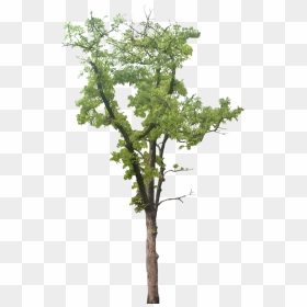 Mahogany Tree Transparent, HD Png Download - plants png