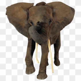 African Elephant Head Png - Transparent Background Elephant Png, Png Download - elephant png