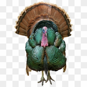 Wild Turkey Png Transparent Image - Digital Painting, Png Download - turkey png