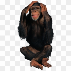 Monkey Png, Transparent Png - monkey png