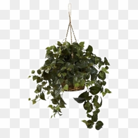 8in Hanging Golden Pothos - Transparent Hanging Plant Png, Png Download ...