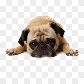 Thug Life Pug Transparent Background Png, Png Download - thug life png