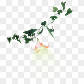 Trumpet Vine Png - Trumpet Vine Transparent Background, Png Download - vine png