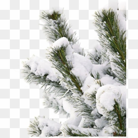 #snowtree #snow #branch - Snow Pine Tree Png, Transparent Png - pine tree png