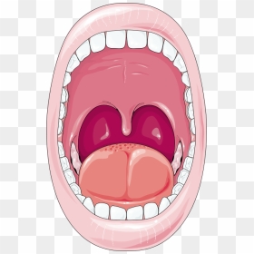 Cartoon Digestive System Mouth - Mouth In Digestive System Cartoon, HD Png Download - mouth png