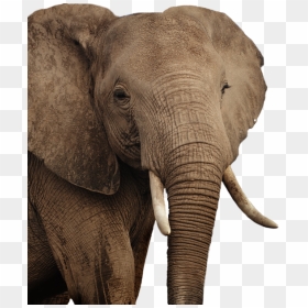 Elephant Png - Indian Elephant, Transparent Png - elephant png