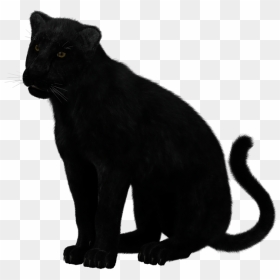 Black Panther Sitting Clip Arts - Transparent Black Panther Animal, HD Png Download - black panther png