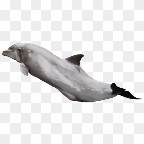 Dolphin On Transparent, HD Png Download - dolphin png