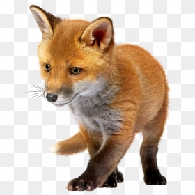 Baby Fox Png Clip Art - Fox With No Background, Transparent Png - fox png
