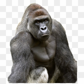 Harambe Cut Out - Starbucks, HD Png Download - harambe png