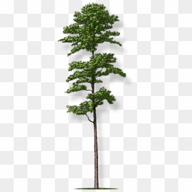 Pine Trees Render, HD Png Download - pine tree png