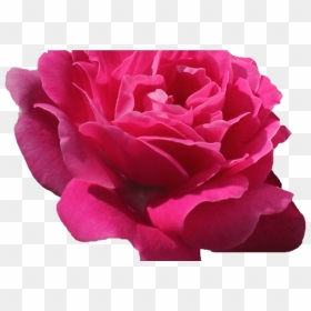Pink Flower Tumblr Freetoedit Remixlt Rosa Flores Flor - Flower, HD Png Download - flores png