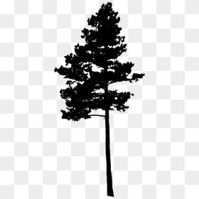 10 Pine Tree Silhouette Vol - Free Clipart Pine Tree Silhouette, HD Png Download - pine tree png
