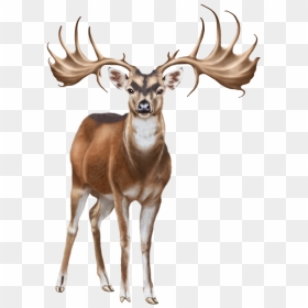 Deer Png Clip Art - Clip Art, Transparent Png - deer png