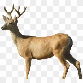 Deer Png Image - Transparent Background Deer Clipart, Png Download - deer png