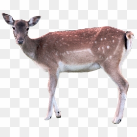 Deer - Doe Png, Transparent Png - deer png