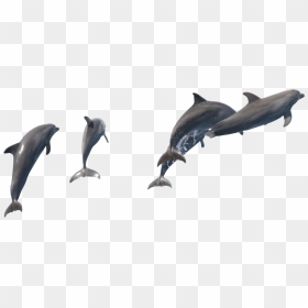 Fish Dolphin Png , Png Download - Fish Water Png Dolphin, Transparent Png - dolphin png