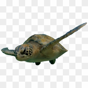 Swimming Turtle Png Clipart , Png Download - Turtle Swimming Png, Transparent Png - turtle png