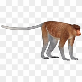 Thumb Image - Proboscis Png, Transparent Png - monkey png