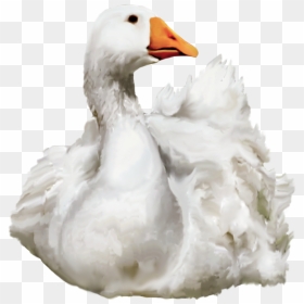Download Duck Png - Swimming Duck Png, Transparent Png - duck png