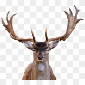 51 Deer Png Images With Transparent Background - Reindeer Head, Png Download - deer png