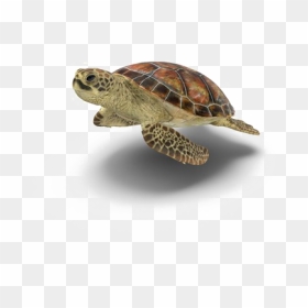 Turtle Png Picture - Transparent Background Transparent Turtle, Png Download - turtle png