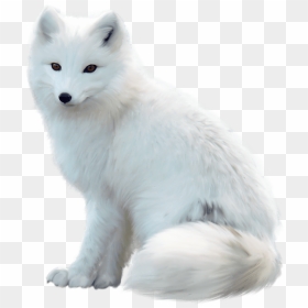Transparent Arctic Fox Png - Arctic Fox White Background, Png Download - fox png