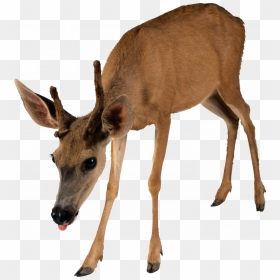 Grab And Download Deer Png Image Without Background - E Deer Png, Transparent Png - deer png