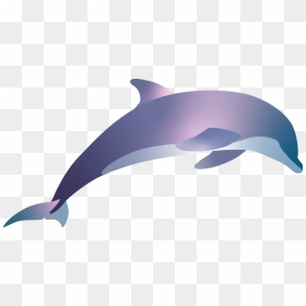 Spinner Dolphin, HD Png Download - dolphin png