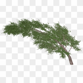 Tree Waving In Wind Clip Arts - Tree Wind Png, Transparent Png - wind png
