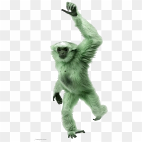 Transparent Spider Monkey Png - Green Monkey Transparent Background, Png Download - monkey png