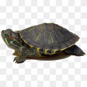 Turtle Png Image Download - Turtle In The Sky, Transparent Png - turtle png