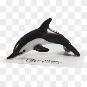 Bullet Common Dolphin Png Dolphin Bullet - Rough-toothed Dolphin, Transparent Png - dolphin png