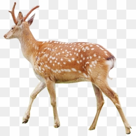 White-tailed Deer Musk Deer Antler Sika Deer - Deer, HD Png Download - deer png