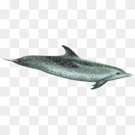 Atlantic Spotted Dolphin - Atlantic Spotted Dolphin Png, Transparent Png - dolphin png