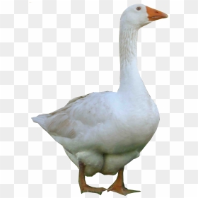 Duck Png Image - Goose Png, Transparent Png - duck png