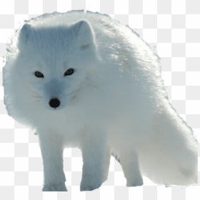 Песец На Белом Фоне, HD Png Download - fox png