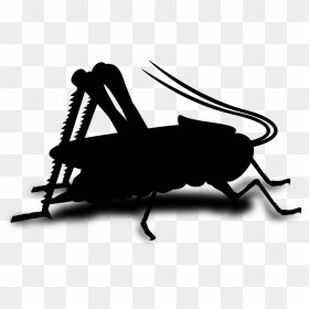 Musical Composition Song Arrangement Image Gif - Insect Cricket Clipart Png, Transparent Png - gif png