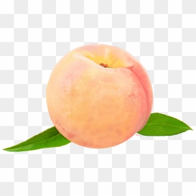 Peach Png , Png Download - Watercolor Peach Transparent Background, Png Download - peach png