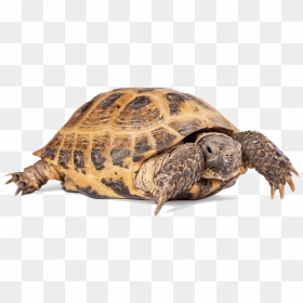 Russian Tortoise For The Month Of November, Just $69 - Russian Tortoise Png, Transparent Png - turtle png