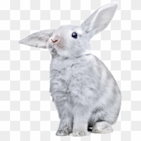 Rabbit Png Images, Free Png Rabbit Pictures Download - Rabbit Png, Transparent Png - bunny png