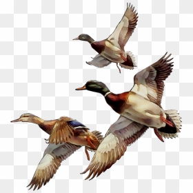 Mallard Bird Duck Goose Gif - Mallard Png, Transparent Png - gif png