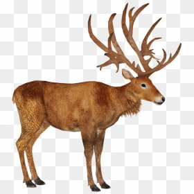 Schomburgk"s Deer M - Schomburgk's Deer Png, Transparent Png - deer png